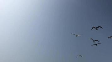 flock fiskmås flyger på en blå himmel