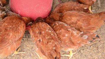 un gruppo di galline che mangiano video