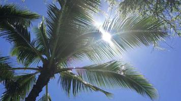 Palm Tree Leaves in the Sunshine of Hawaii 4K video