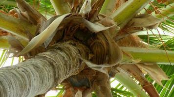 Zoom out from a palm tree video