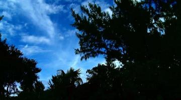 Trees and clouds in backlight video