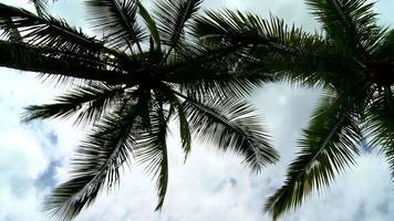 Amplíe las hermosas palmeras con nubes blancas. video