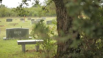 Dolly del cementerio desde detrás del árbol video