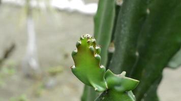 fourmis et cactus. video