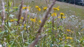 Flowers in a meadow video