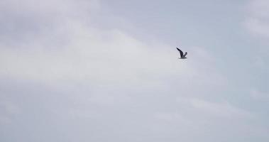 Foto de una gaviota volando con cielo azul sobre fondo en 4k video