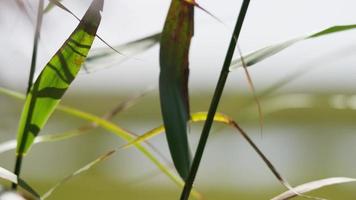 Close up of long green leaves moving slowly with branches in foreground in 4K video