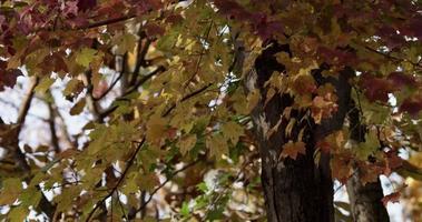  Textured background with thousands of natural leaves moving slowly in 4K video