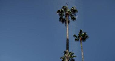 Panning shot of three palm trees on blue sky background in 4K video