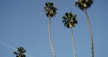 Diagonal panning shot of four palm trees with blue sky background in 4K video