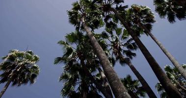 Low angle shot of tall palm trees on bright blue sky background in 4K video