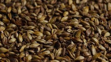 Rotating shot of barley and other beer brewing ingredients - BEER BREWING 100 video