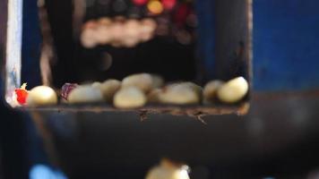 Proceso húmedo con granos de café recién maduros de cafetos. video