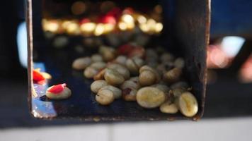 nat proces met koffiebonen die recentelijk rijp zijn van koffiebomen video