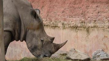 Close up Rhino eating grass in the wild video