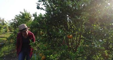 ägaren till en apelsinträdgård är nöjd med sina fruktträd video