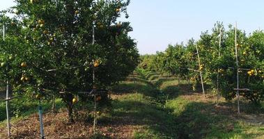 Bauernblick auf Orangenfruchtbaumfarm im Orangengarten video
