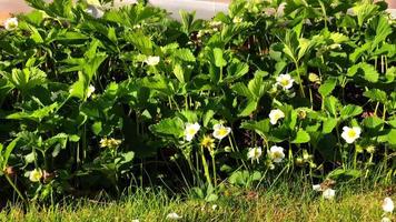 Camera slide - strawberry blooming in 4K video