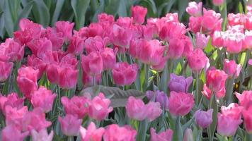 Tulpenblume und grüner Blatthintergrund im Tulpenfeld am Winter- oder Frühlingstag.