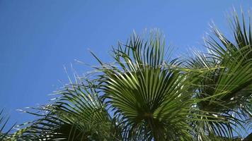 palmera datilera con frutos maduros y ramas moviéndose en el viento video