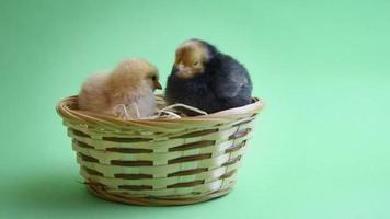 2 pollitos de pascua en el nido de pascua con fondo verde video