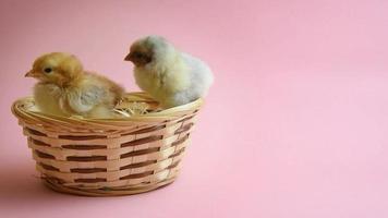 2 easter chicks in easter nest with pink background