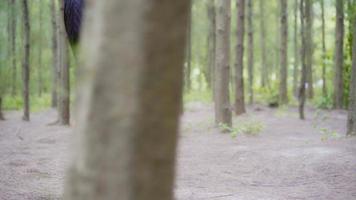 sain beau jeune homme athlète asiatique en vêtements de sport jambes réchauffement et étirant ses bras pour se préparer à courir sur le sentier forestier. video