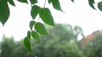 Raindrops falling down on tree leaves. video