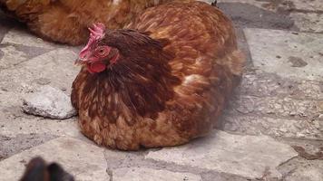 Close Up Of Hens In Yard video