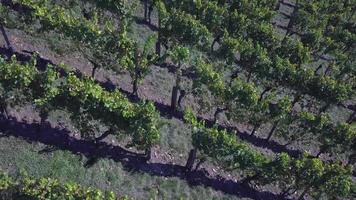 veduta aerea di un vigneto in autunno video