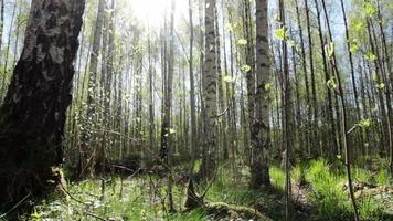 Schieber in einem sonnigen Wald erschossen video