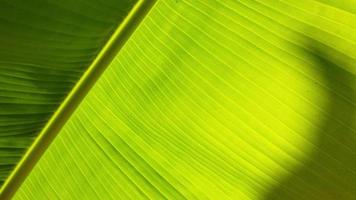 Green Banana Leaf Background video