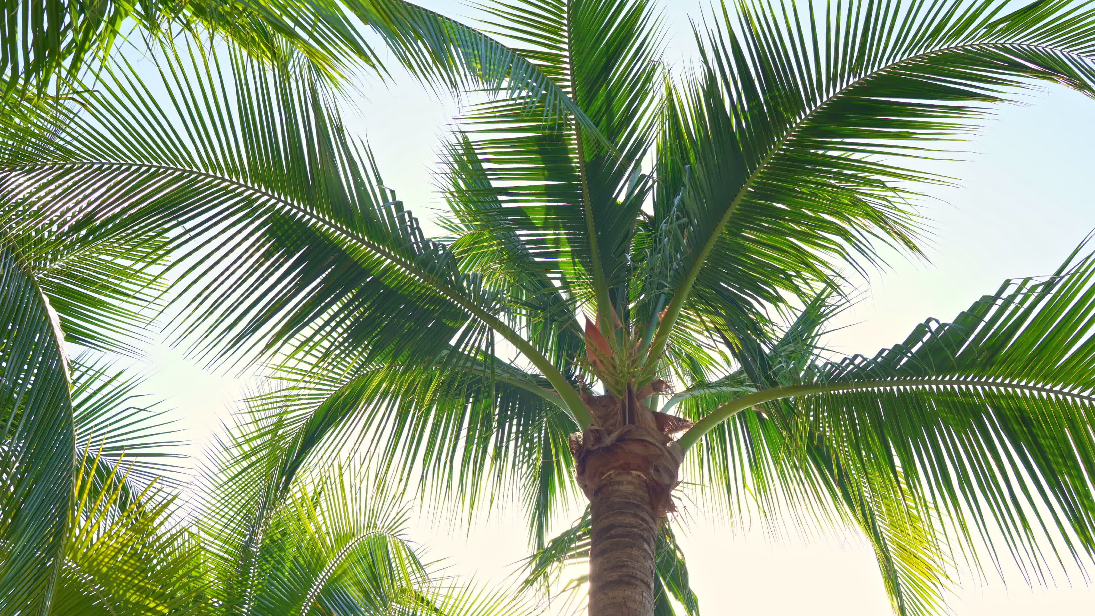 Palm tree leaves moving 1790895 Stock Video at Vecteezy