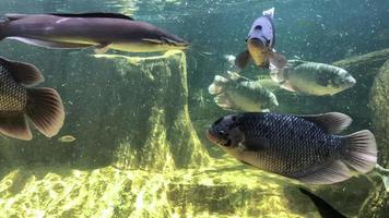 Mero gigante o mero de Queensland en un pez en el tanque video