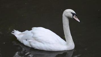 White swan swimming video