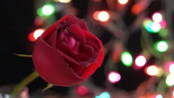 Red rose on light color sparkles background Video