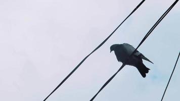 Une colombe solitaire est assise sur des fils électriques contre un ciel nuageux gris