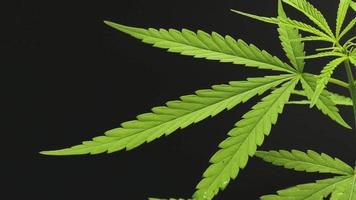 Cannabispflanze auf einem schwarzen Hintergrund video