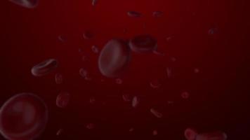 rote Blutkörperchen schwimmen im Blutgefäß video