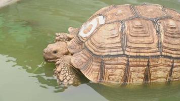 closeup de tartaruga de espora africana envelhecida video