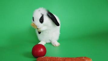 lapin blanc toilettant ses oreilles video