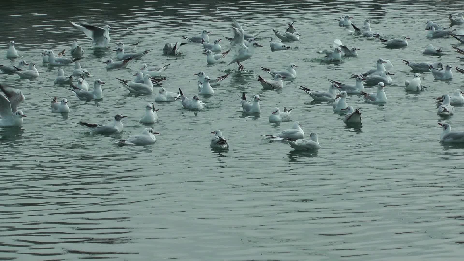 Mowen Schwimmen Auf Dem Meerwasser 1791043 Stock Video Bei Vecteezy