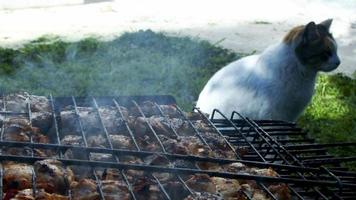 barbacoa de pollo y el gato está esperando video