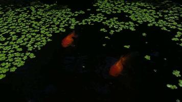 A group of goldfish in the basin at home. low light video