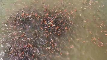 vissen voeden zich met larven in een overstroomde vijver video