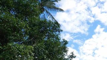 bosque tropical en tailandia video