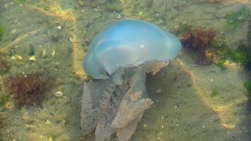 medusas flotando en el mar video