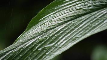 Rain falling on a green leaf  video