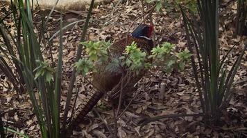 Pheasant in Zoo Habitat