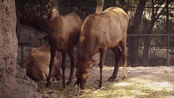 Reindeers In Zoo Habitat Slow Motion video